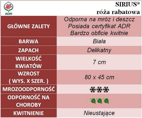 Sirius róże rabatowe gł. zal